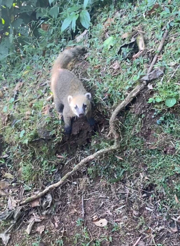 coatí en las cataratas del Iguazú animal típico del parque